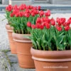 Red Apeldoorn Pre-chilled Tulips -Plants Shop 47034 red apeldoorn pre chilled tulips 2