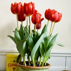 Red Apeldoorn Pre-chilled Tulips -Plants Shop 47034 red apeldoorn pre chilled tulips