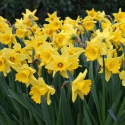 Forced Bulbs Daffodil Collection -Plants Shop 47038