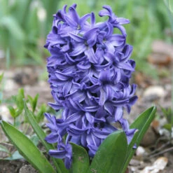 Forced Bulbs Hyacinth Collection -Plants Shop 47039