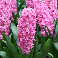 Forced Bulbs Hyacinth Collection -Plants Shop 47040