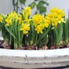 Tete A Tete Daffodil Pre-Chilled 1 Tete A Tete Daffodil Pre-Chilled -Plants Shop 47046 tete a tete daffodils 3