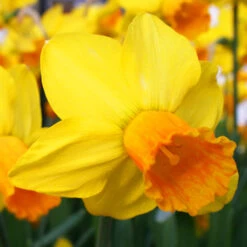 Forced Bulbs Daffodil Collection -Plants Shop 47047