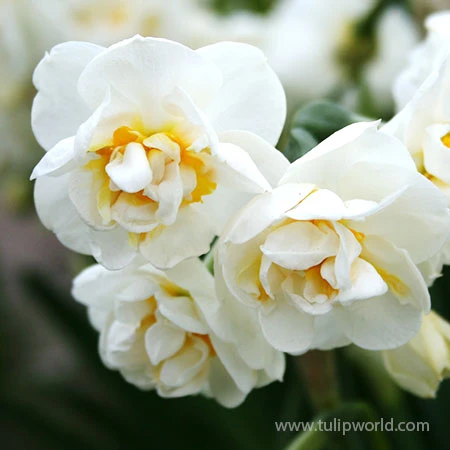 Bridal Crown Daffodil Pre-Chilled 3 Bridal Crown Daffodil Pre-Chilled