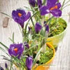Flower Record Crocus Pre-Chilled -Plants Shop 47051 flower record crocus pre chilled 2