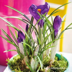 Flower Record Crocus Pre-Chilled 8 Flower Record Crocus Pre-Chilled -Plants Shop 47051 flower record crocus pre chilled 3