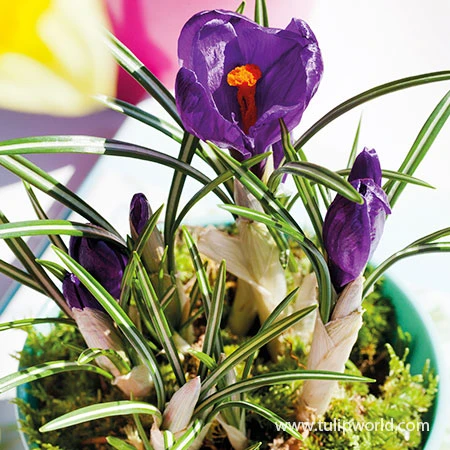 Flower Record Crocus Pre-Chilled 6 Flower Record Crocus Pre-Chilled - Image 4