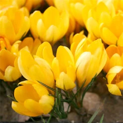 Forced Bulbs Beginner Garden 14 Forced Bulbs Beginner Garden -Plants Shop 47052