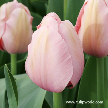 Salmon Impression Darwin Hybrid Tulip Pre-Chilled 4 Salmon Impression Darwin Hybrid Tulip Pre-Chilled - Image 2