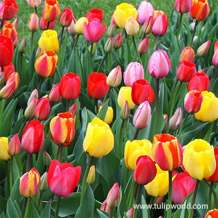Mixed Triumph Tulips Pre-Chilled 4 Mixed Triumph Tulips Pre-Chilled - Image 2