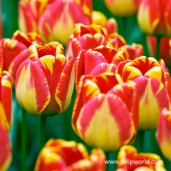 Banja Luka Darwin Hybrid Tulip Pre-Chilled