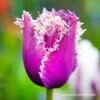 Cummins Fringed Tulip Pre-Chilled 2 Cummins Fringed Tulip Pre-Chilled -Plants Shop 47060 cummins fringed tulip 2