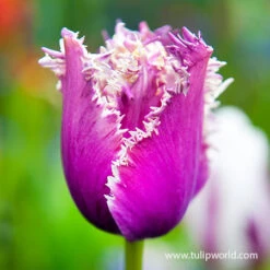 Cummins Fringed Tulip Pre-Chilled