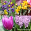 Forced Bulbs Beginner Garden 1 Forced Bulbs Beginner Garden -Plants Shop 47061 forced bulbs beginner garden