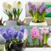 Forced Bulbs Hyacinth Collection 2 Forced Bulbs Hyacinth Collection -Plants Shop 47062 forced bulbs hyacinth collection