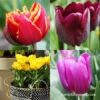 Forced Bulbs Tulip Collection 2 Forced Bulbs Tulip Collection -Plants Shop 47063 forced bulbs tulip collection