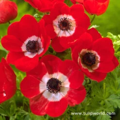 Hot Anemone Collection 11 Hot Anemone Collection -Plants Shop 4736 1