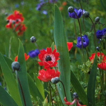 Hot Anemone Collection 7 Hot Anemone Collection - Image 5