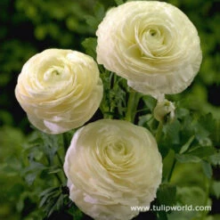 Ranunculus Collection -Plants Shop 4760