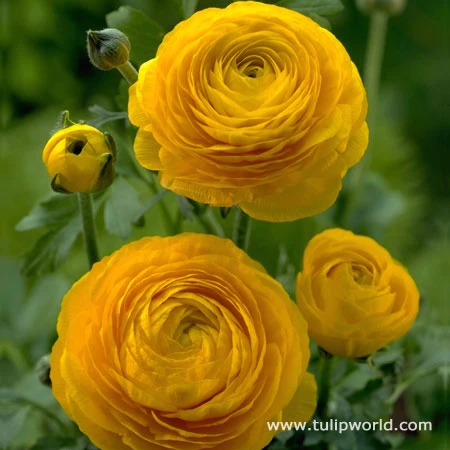 Glowing Ranunculus Collection 7 Glowing Ranunculus Collection - Image 5