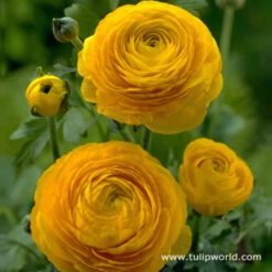 Ranunculus Collection -Plants Shop 4762