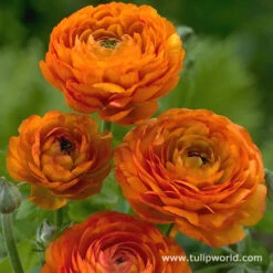 Ranunculus Collection -Plants Shop 4763 1