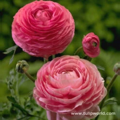 Ranunculus Collection -Plants Shop 4764