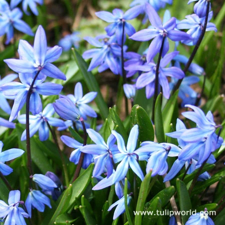 Siberian Squill Landscape Pack 4 Siberian Squill Landscape Pack - Image 2