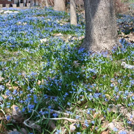 Siberian Squill Landscape Pack 5 Siberian Squill Landscape Pack - Image 3