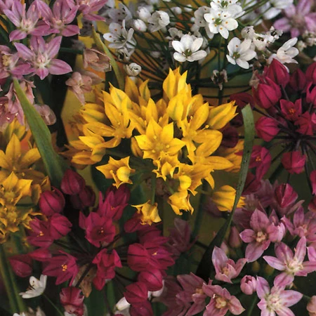 All Spring Blooms Value Collection 5 All Spring Blooms Value Collection - Image 3