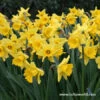 Dutch Master Daffodil Jumbo Bag -Plants Shop 4825 1