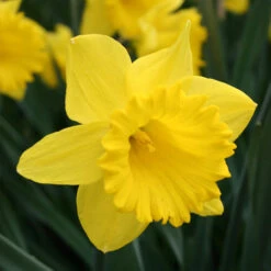 Dynamic Daffodil Collection -Plants Shop 4825E