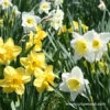Mixed Naturalizing Daffodils Jumbo Bag -Plants Shop 4827