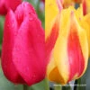 Marvelous Single Early Tulip Collection 1 Marvelous Single Early Tulip Collection -Plants Shop 5100