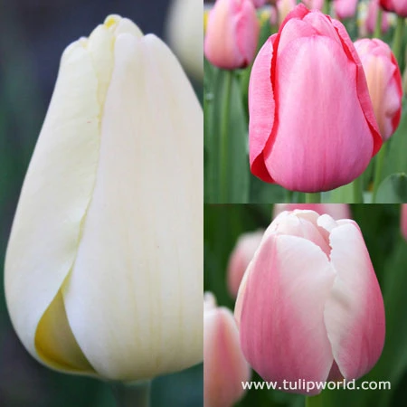 Delicate Touch Darwin Tulip Collection 3 Delicate Touch Darwin Tulip Collection