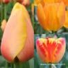 Glowing Darwin Hybrid Tulip Collection -Plants Shop 5107
