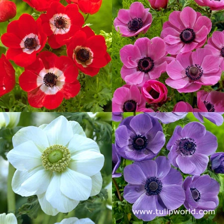 Mixed Anemone Collection 4 Mixed Anemone Collection - Image 2