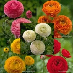 Ranunculus Collection -Plants Shop 5116