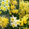 Miniature Daffodil Collection -Plants Shop 5127