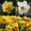 All Spring Blooming Daffodil Collection -Plants Shop 5141