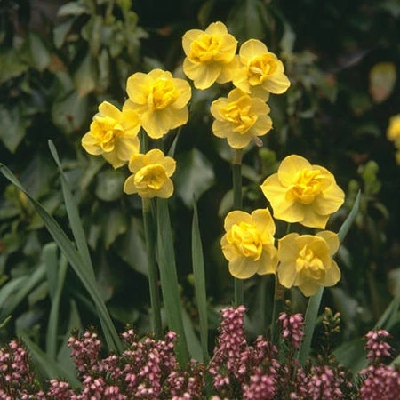 Double Flowering Daffodil Collection 9 Double Flowering Daffodil Collection - Image 7
