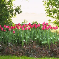 Barcelona Triumph Tulip -Plants Shop 646718E