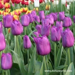 Early Spring Blooming Tulip Collection -Plants Shop 646734E