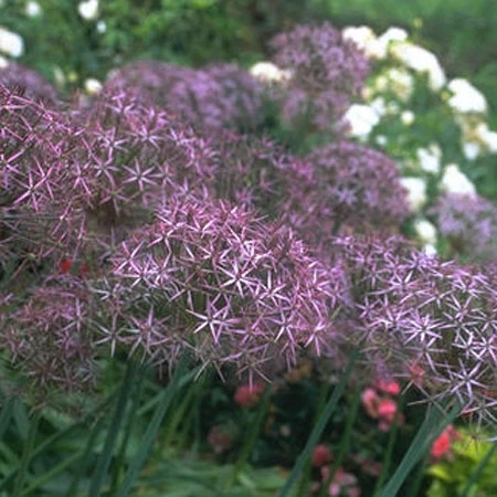 Warm Climate Fall Garden Kit 5 Warm Climate Fall Garden Kit - Image 3