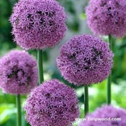 Purple & White Allium Collection -Plants Shop 646764E 1