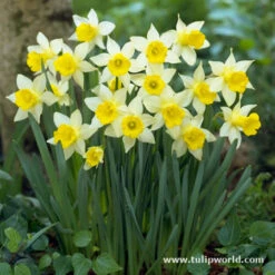 Miniature Daffodil Collection 15 Miniature Daffodil Collection -Plants Shop 646878E