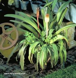 Bicolor Eucomis - (Pineapple Lily) -Plants Shop 690351E 1
