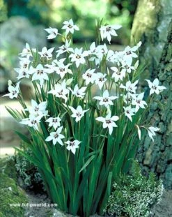 Ultimate Value Collection For Sun 23 Ultimate Value Collection For Sun -Plants Shop 690375E