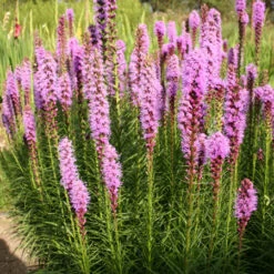 Fun In The Sun Perennial Collection 16 Fun In The Sun Perennial Collection -Plants Shop 690483E 1