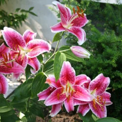 Ultimate Perennial Value Collection -Plants Shop 690522E 2